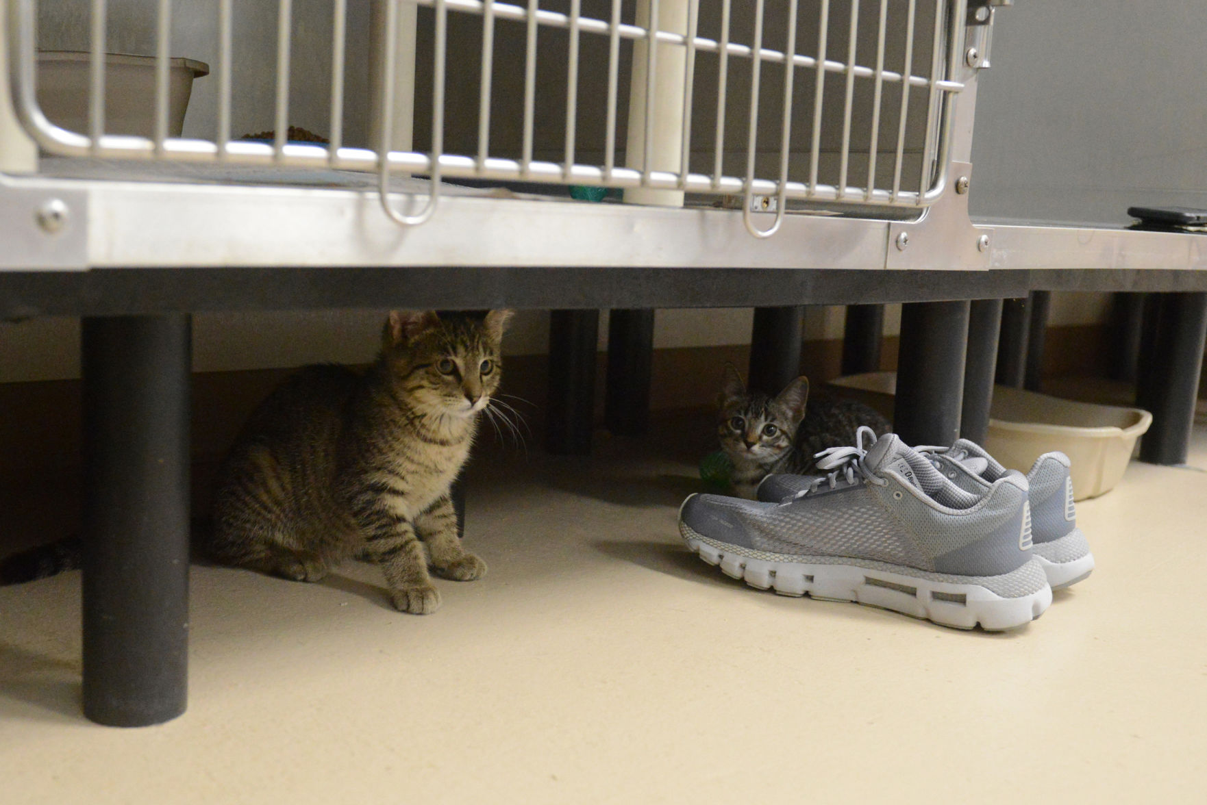 Cat Yoga at Aggieland Humane Society